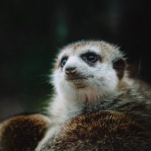 meerkat-spoilers-royaltyfreeimage-300x300